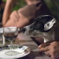 犬にお酒は絶対ダメ…