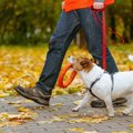 気になるの？犬が「…