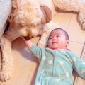 大型犬が『赤ちゃん…