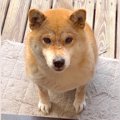 柴犬が『緊急逮捕』…