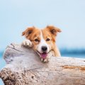これはNG！犬に絶対…