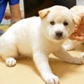 赤ちゃん犬が『はじ…