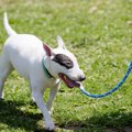 犬を飼ったら必ずや…