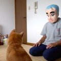 柴犬小春ちゃん、覆…