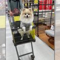 ダイナマイトボディ…