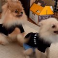 「座って！」弟イッ…