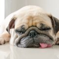 犬が舌を出しっぱな…