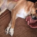 保護犬が心を開くま…
