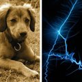 犬の無駄吠え防止首…