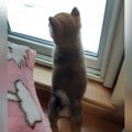 小さな子犬が『現場…