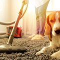 犬が『怖がるもの』5…
