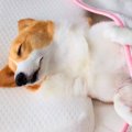 『朝が弱い犬』を起…
