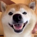 笑顔でナデナデを要…