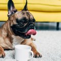 実は犬の健康にも良…