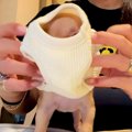 『ハリーポッターの…