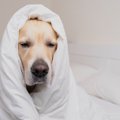 犬が『睡眠不足』に…