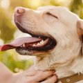 犬から警戒されにく…