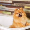 犬にとってお風呂場…