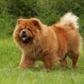 【獣医師監修】チャ…