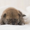 子犬を迎える準備！…