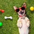 犬が『すぐに飽きて…