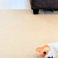 ゴミ出しで外出→家に…