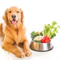 犬も食べられる『春…