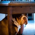 犬に絶対言ってはい…