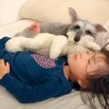 『犬と2歳の女の子』…