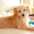人気犬種のトップに…