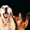 犬の飼い主と猫の飼…