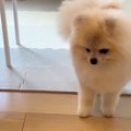 掃除のため『犬用の…