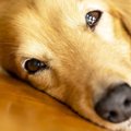 犬が飼い主に触って…