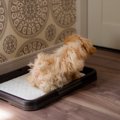 犬に対する『間違っ…