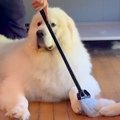 超大型犬2頭をシャン…