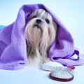 犬のお手入れ不足が…