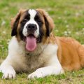 世界の『超大型犬種…