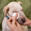 犬の涙やけが悪化す…