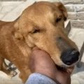 後足がなえた犬が見…