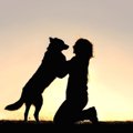 犬が亡くなるまでに…