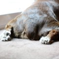 犬のおしりが臭い原…