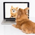 犬の動画を観ること…