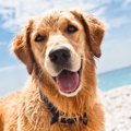 犬と海に行く時のマ…