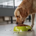 犬が『過食症』にな…