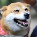 犬が『ヒコーキ耳』…