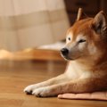 柴犬がみせる特有の…