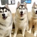 『大型犬3頭だけにな…