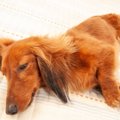 犬が『体調不良』を…