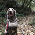 【ハピドグライフの…