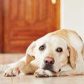 犬が『飼い主に依存…
